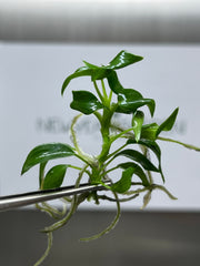 Philodendron longilobatum lelano miyano (1 plantlet/bag) Tissue culture