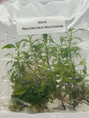 Philodendron Brantianum (5 plantlets/bag) Tissue culture