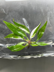 Philodendron red anderson variegated (5 plantlets/bag) Tissue culture