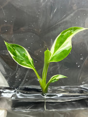 Spathiphyllum Sensation Variegated (1 plantlet/bag) Tissue culture