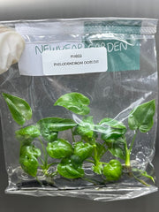 Philodendron goeldii (5 plantlets/bag) Tissue culture