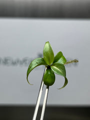 Philodendron gloriosum white vein back (5 plantlets/bag) Tissue culture