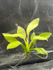 Homalomena rubescens mint (1 plantlet/bag) Tissue Culture