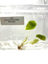 Alocasia Sedenii Aurea Variegated (1 plantlet/bag) Tissue culture