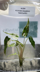 Alocasia bambino Variegated (1 plantlet/bag) Tissue culture