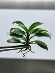 Philodendron florida beauty (5 plantlets/bag) Tissue culture