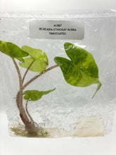 Alocasia Stingray Aurea Variegated (1 plantlet/bag) Tissue culture