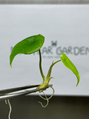 Alocasia scalprum (5 plantlets/bag) Tissue culture
