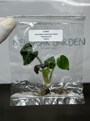 Alocasia Heart balloon GREEN (1 plantlet/bag) Tissue culture