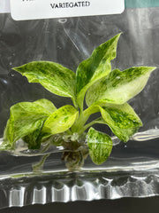 Philodendron giganteum variegated (1 plantlet/bag) Tissue culture