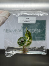 Alocasia Azlanii Variegated (Pink-Albo) (1 plantlet/bag) Tissue culture