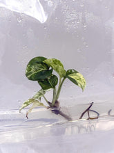 Epipremnum Marble (1 plantlet/bag) Tissue culture
