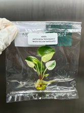 Anthurium 'Renaissance' White-Yellow Var. (1 plantlet/bag) Tissue culture