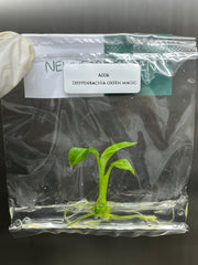 Dieffenbachia green magic (1 plantlet/bag) Tissue culture