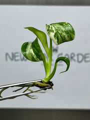 Monstera Albo Borsigiana Variegated (1 plantlet/bag) Tissue culture