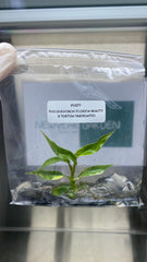 Philodendron florida beauty x tortum Var. (1 plantlet/bag) Tissue culture