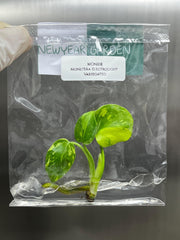 Monstera Electrolight Variegated (1 plantlet/bag) Tissue culture