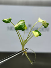 Philodendron bipinnatifidum Variegated (1 plantlet/bag) Tissue culture