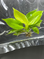 Philodendron moonlight variegated (1 plantlet/bag) Tissue culture