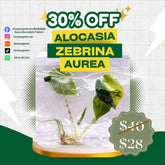 Alocasia Zebrina Aurea Variegated (1 plantlet/bag) Tissue culture