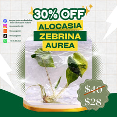 Alocasia Zebrina Aurea Variegated (1 plantlet/bag) Tissue culture