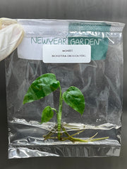 Monstera Obliqua Peru (1 plantlet/bag) Tissue culture