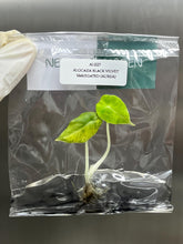 Alocasia black velvet variegated (AUREA) (1 plantlet/bag) Tissue culture