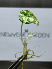 Alocasia Black Velvet Var. (Pink Albo) (1 plantlet/bag) Tissue culture