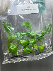 Philodendron goeldii (5 plantlets/bag) Tissue culture