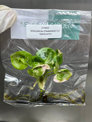 Syngonium Strawberry Ice Variegated (1 plantlet/bag) Tissue culture
