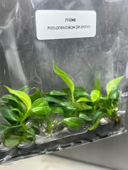 Philodendron Splendid (5 plantlets/bag) Tissue culture
