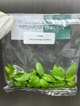 Philodendron serpens (5 plantlets/bag) Tissue culture
