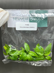 Philodendron serpens (5 plantlets/bag) Tissue culture