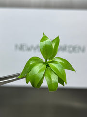 Philodendron serpens (5 plantlets/bag) Tissue culture