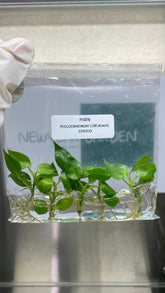 Philodendron luxurians choco (5 plantlets/bag) Tissue culture