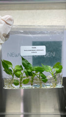 Philodendron luxurians choco (5 plantlets/bag) Tissue culture