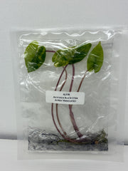 Alocasia Black Stem Aurea Variegated (1 plant/bag) Tissue culture