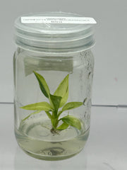 Philodendron Billietiae x Jose Buono Variegated (1 plantlet/bag) Tissue culture