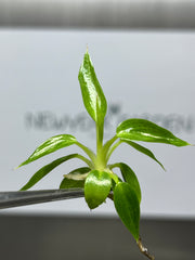 Philodendron spiritus sancti (5 plantlets/bag) Tissue culture