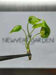 Alocasia scalprum Variegated (1 plantlet/bag) Tissue culture