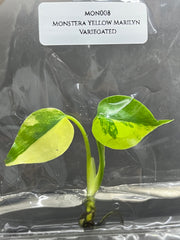 Monstera Yellow Marilyn Variegated (1 plantlet/bag) Tissue culture