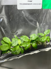 Philodendron el choco red (5 plantlets/bag) Tissue culture