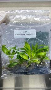 Philodendron Calkins Gold (5 plantlets/bag) Tissue culture