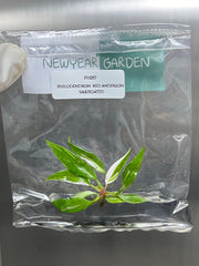 Philodendron red anderson variegated (5 plantlets/bag) Tissue culture