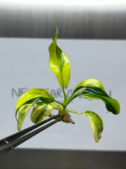 Philodendron domesticum variegated (1 plantlet/bag) Tissue culture