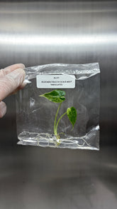 Alocasia dragon scale mint Variegated (1 plantlet/bag) Tissue culture