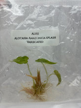 Alocasia Amazonica splash Variegated (1 plantlet/bag) Tissue culture