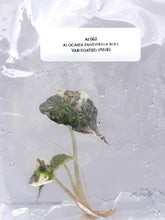 Alocasia Sanderina bull Variegated (1 plantlet/bag) Tissue culture