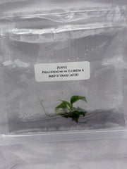 Philodendron Florida x Mayoi Variegated (1 plantlet/bag) Tissue culture