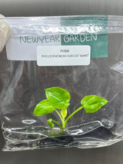 Philodendron goeldii "mint" (1 plantlet/bag) Tissue culture